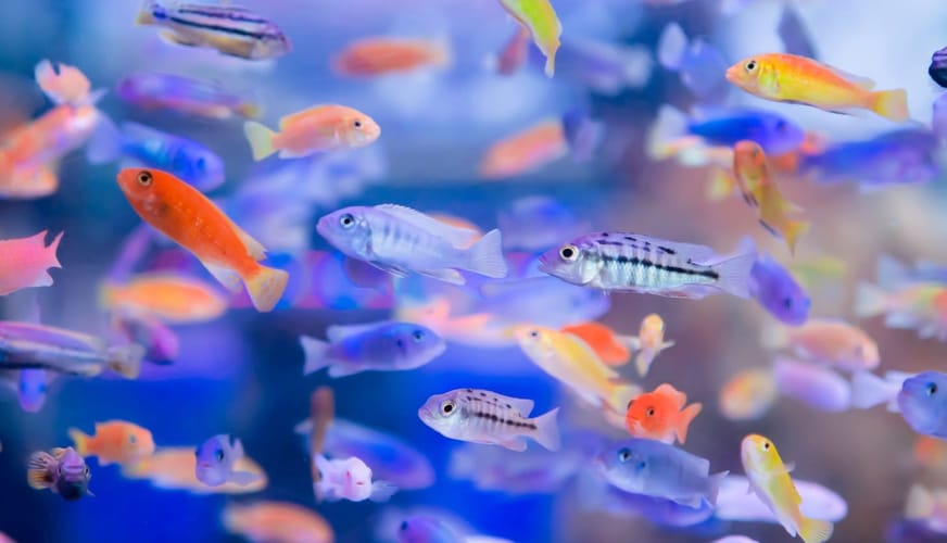 Colorful small fish In the aquarium