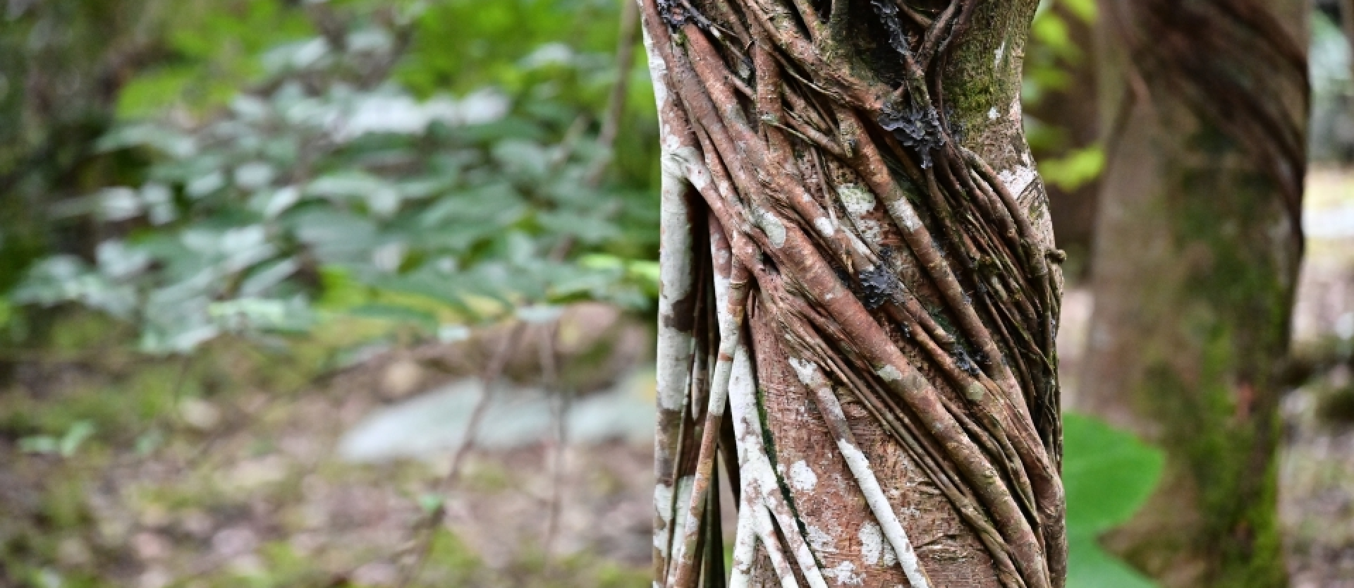 Strangler figs start as epiphytes, eventually killing their host trees through constriction.