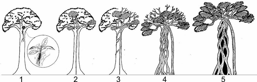 The Strangler fig life stages by Firman H. Kurniawan.